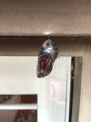 Danaus plexippus