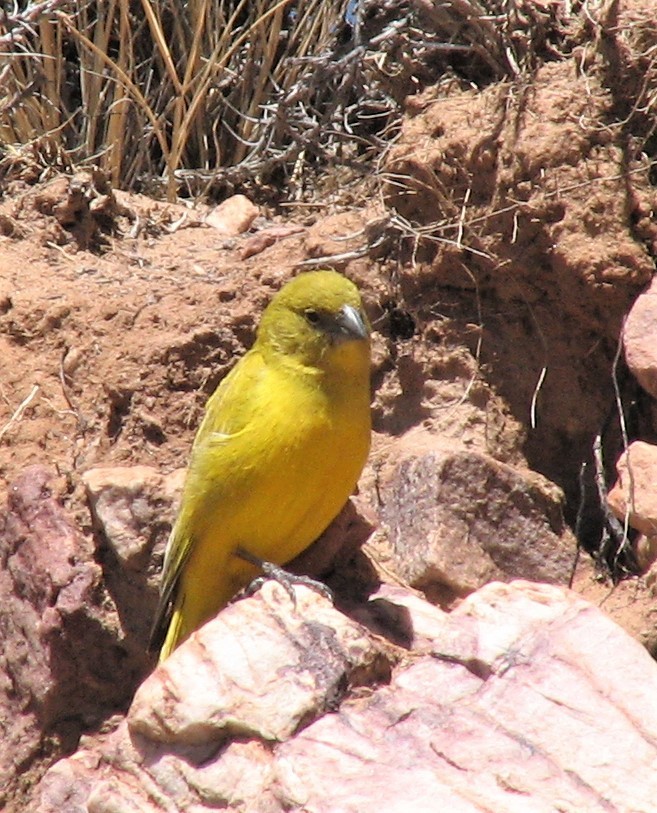 Puna Yellow-finch