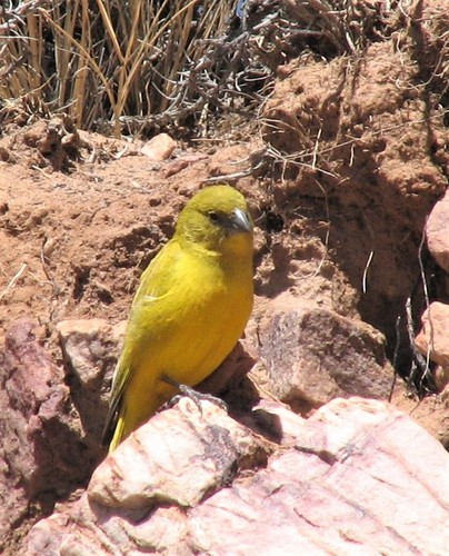 Puna Yellow-finch