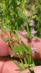 Scutellaria racemosa