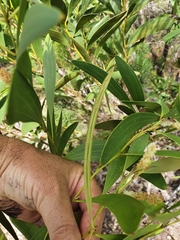 Acacia calyculata