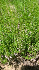 Scutellaria racemosa