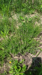 Scutellaria racemosa