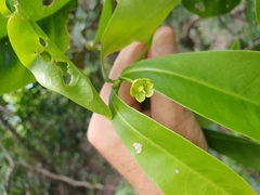 Actephila forsteri