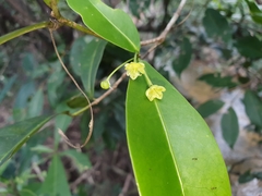 Actephila forsteri