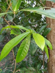 Actephila forsteri