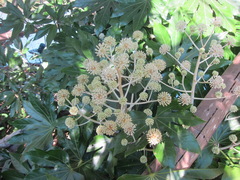 Fatsia japonica