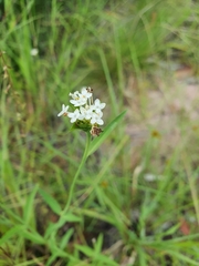 Pimelea cornucopiae