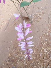 Indigofera kirilowii