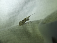 Ypsolopha asperella