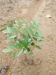 Indigofera kirilowii