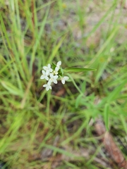 Pimelea cornucopiae