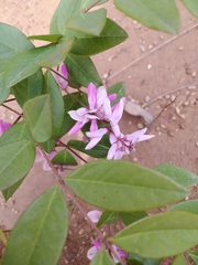 Indigofera kirilowii