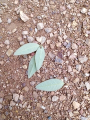 Indigofera kirilowii