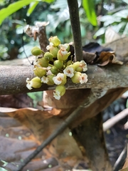 Harpullia ramiflora