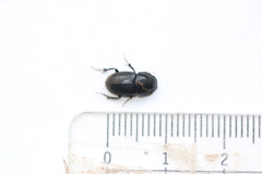 Acrossus luridus