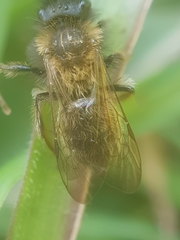 Andrena bicolor
