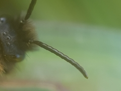 Andrena bicolor