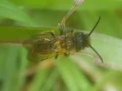 Andrena bicolor