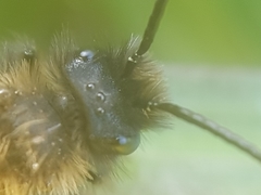 Andrena bicolor