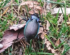 Carabus guadarramus