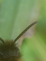 Andrena bicolor