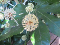 Fatsia japonica