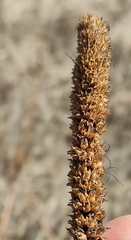 Veronicastrum sibiricum