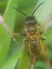 Andrena bicolor