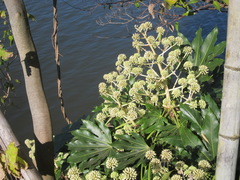 Fatsia japonica