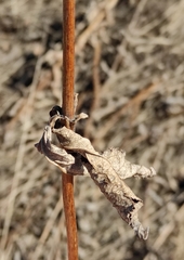 Veronicastrum sibiricum