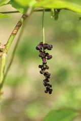 Akebia trifoliata
