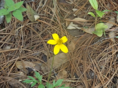 Bidens serrulata