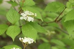 Viburnum erosum