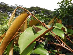 Pelopidas mathias mathias