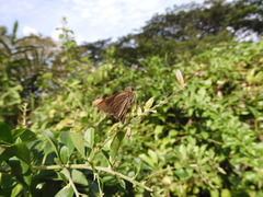 Pelopidas mathias mathias