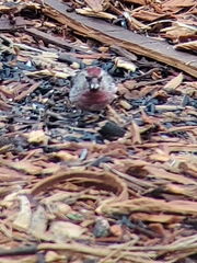Acanthis flammea