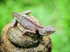 Calotes versicolor