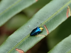 Endelus cupido