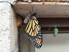 Danaus plexippus