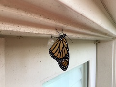 Danaus plexippus