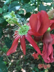 Passiflora princeps