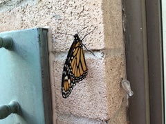 Danaus plexippus