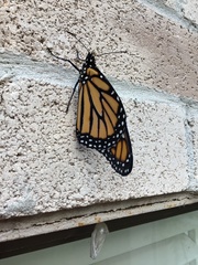 Danaus plexippus