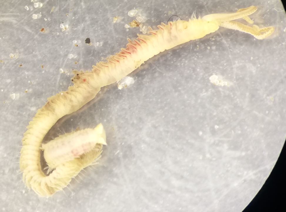 Dipolydora coeca