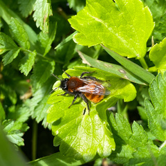 Andrena fulva