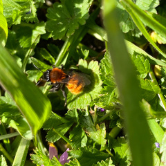 Andrena fulva