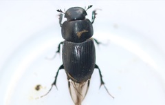 Acrossus luridus