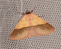 Ophyx ochroptera