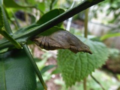 Papilio demoleus malayanus